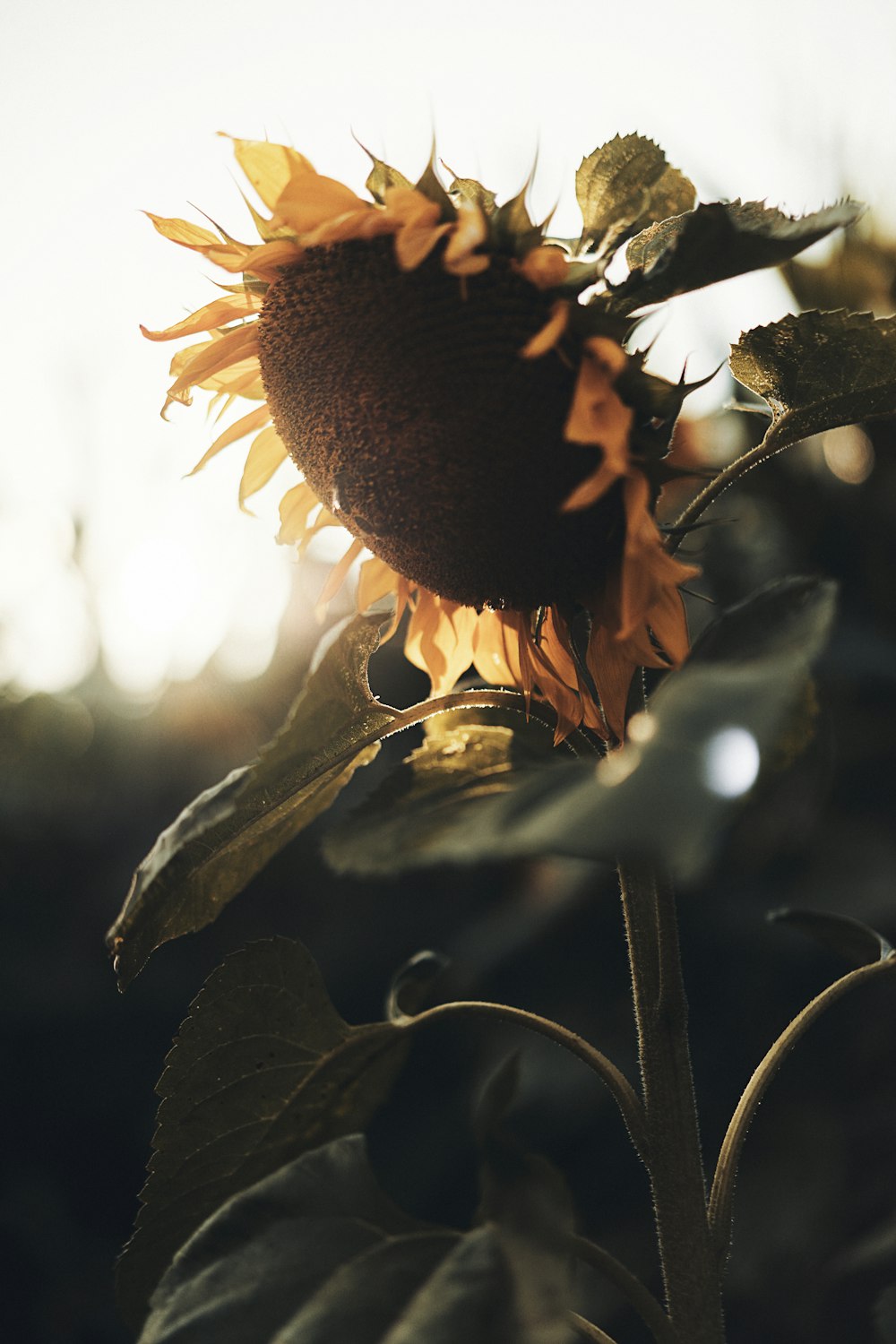 a sunflower with leaves