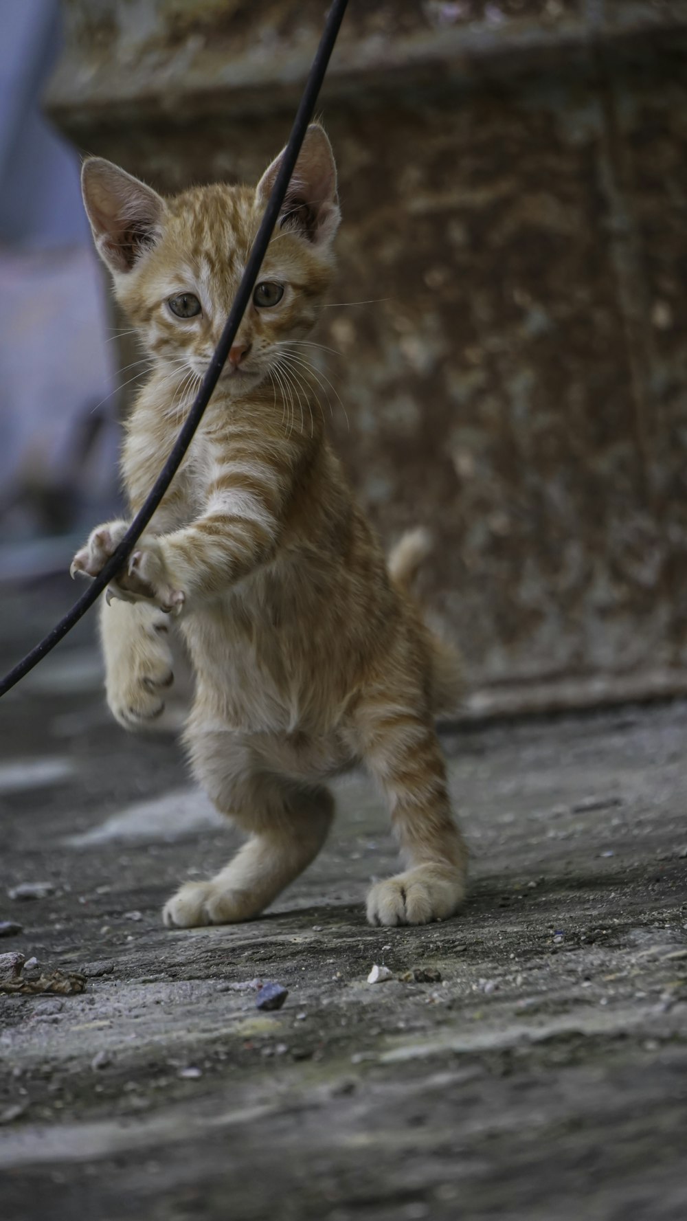 a cat holding a sword