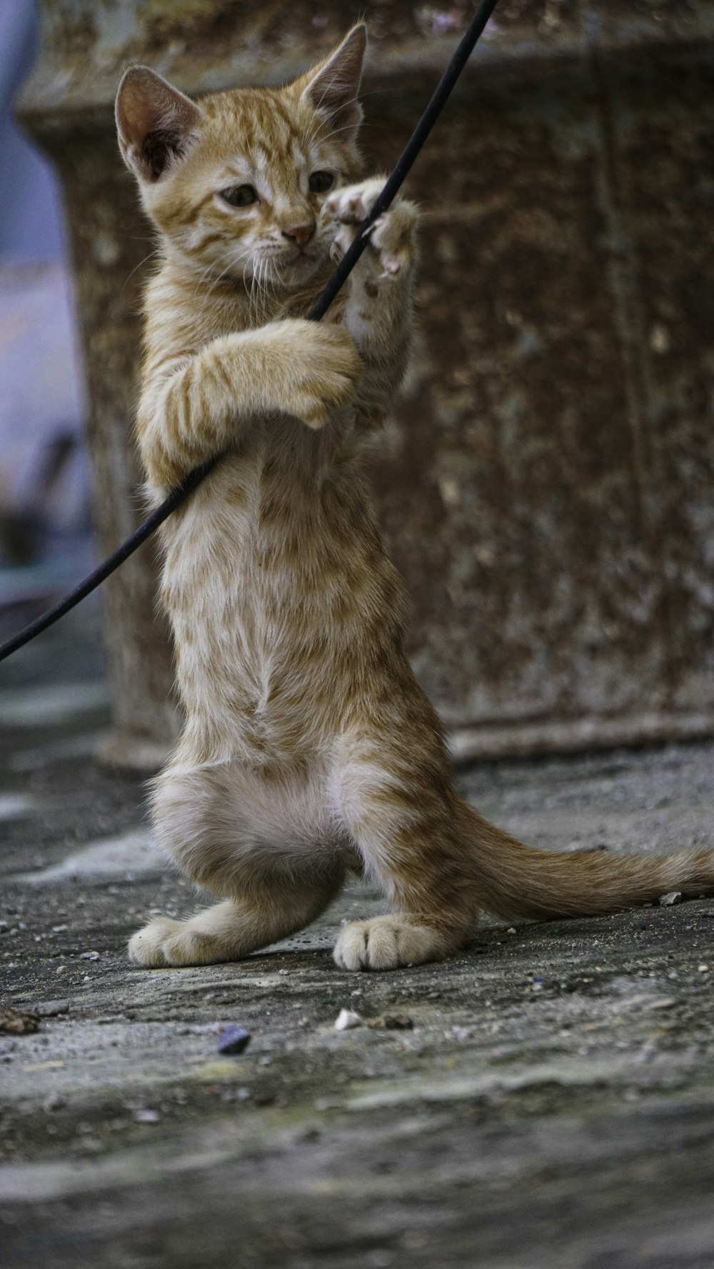 a cat holding a fishing pole
