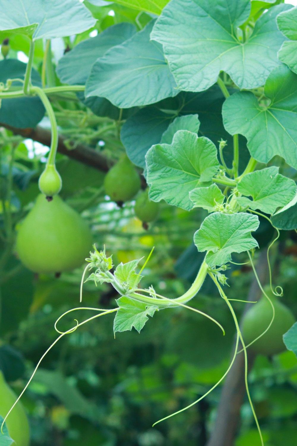 a close up of some fruit