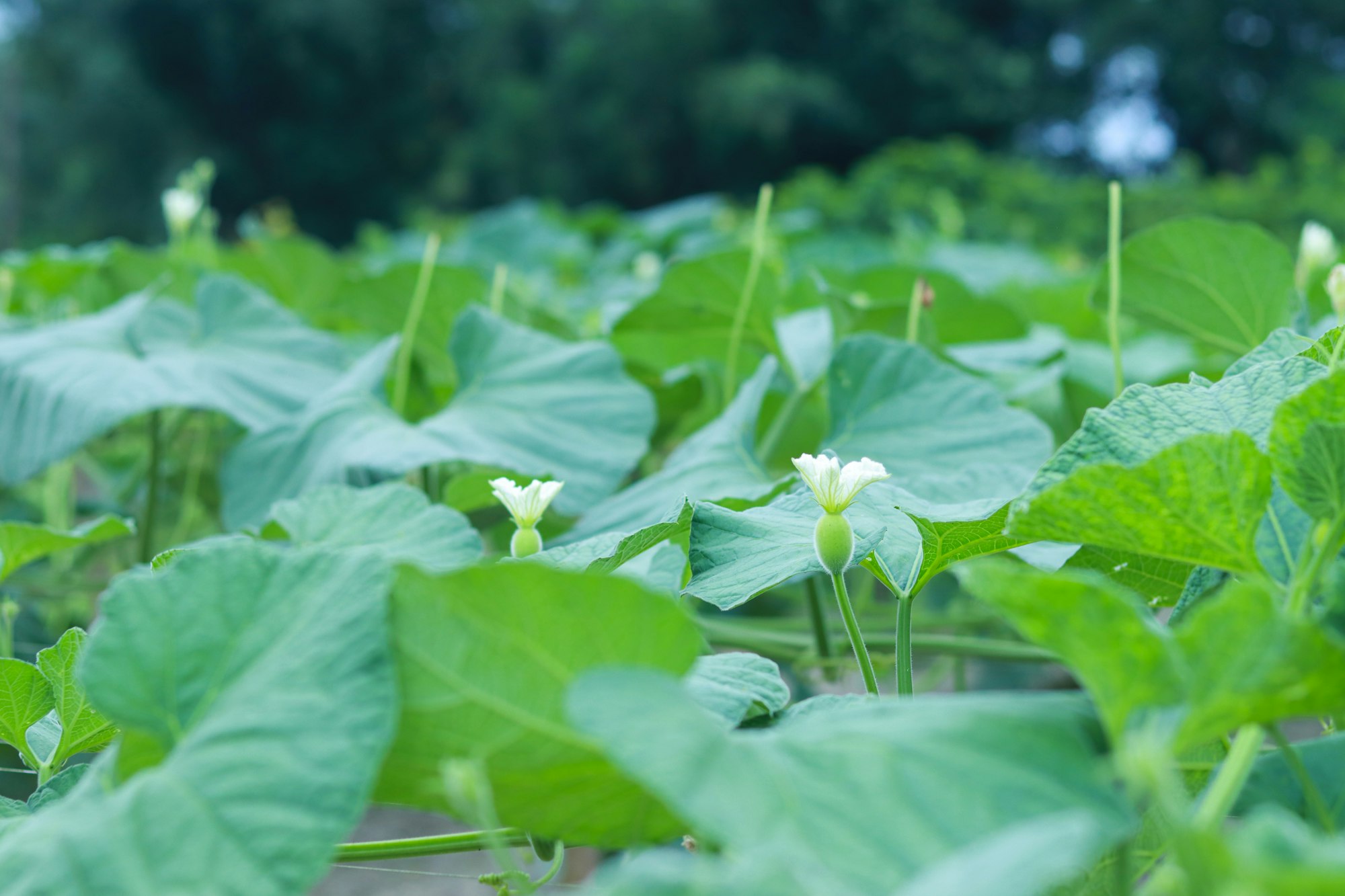 Phase 1 Nominees for FOYA 2023 Africa - Agripreneur of The Year