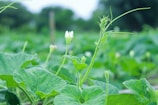 Vibrant green leaves and budding plants are growing in a lush field, with a blurred background of similar greenery, creating a scene of abundant natural growth.