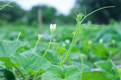 Vibrant green leaves and budding plants are growing in a lush field, with a blurred background of similar greenery, creating a scene of abundant natural growth.