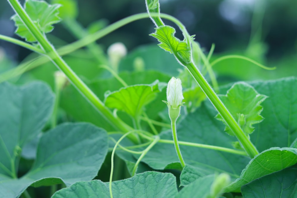 a close up of a plant