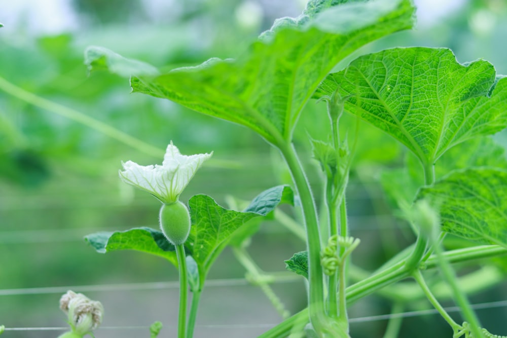 Gros plan d’une fleur