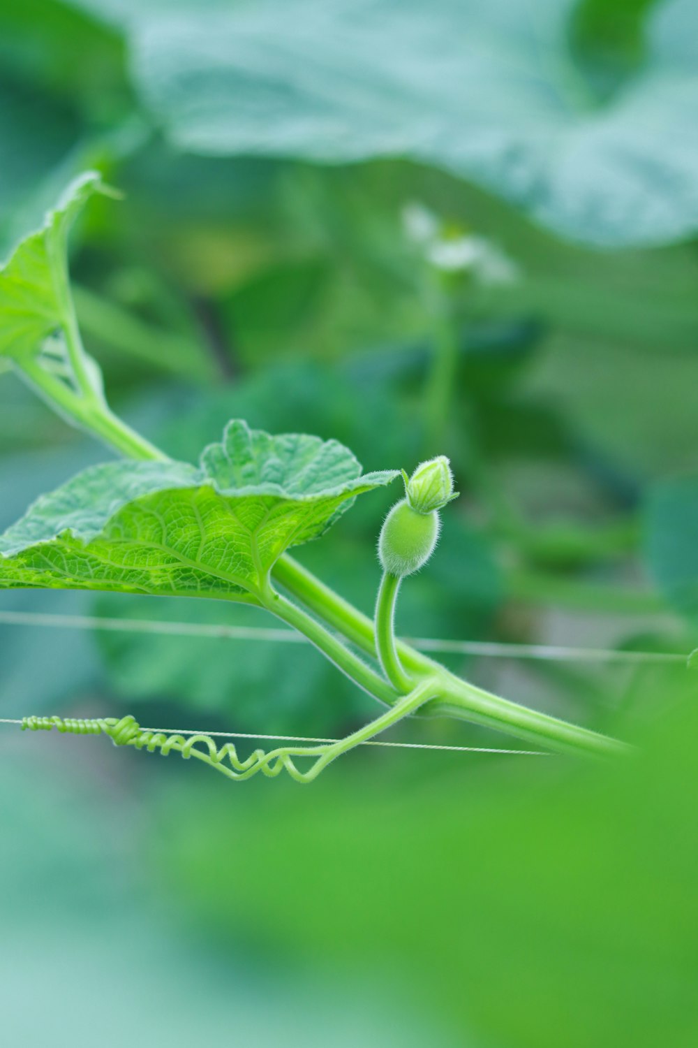 a close up of a green leaf