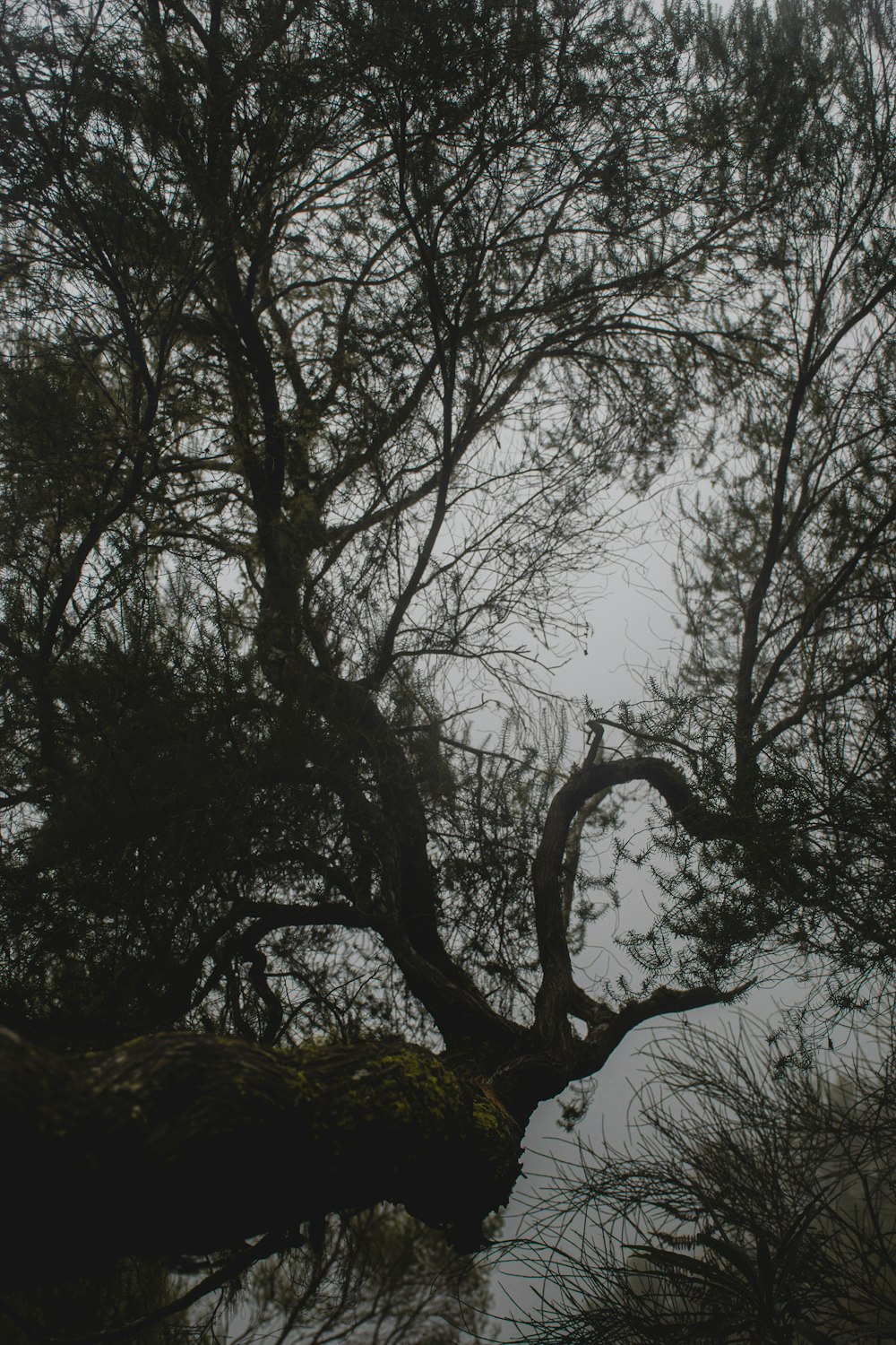 a tree with many branches