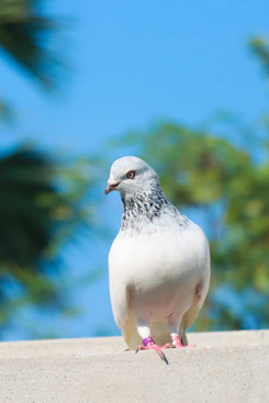 a white bird on a ledge