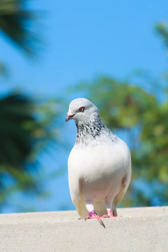 a white bird on a ledge