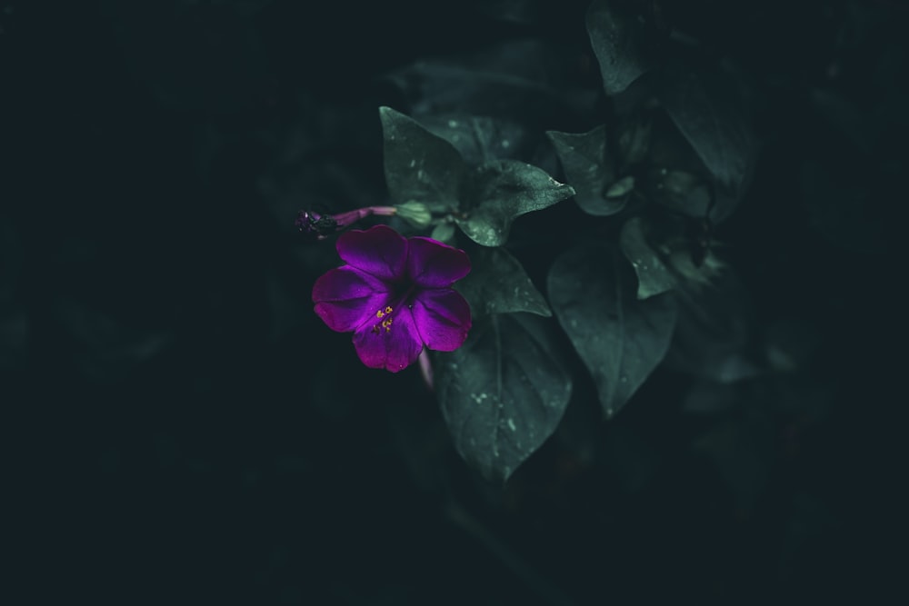 a purple flower on a plant