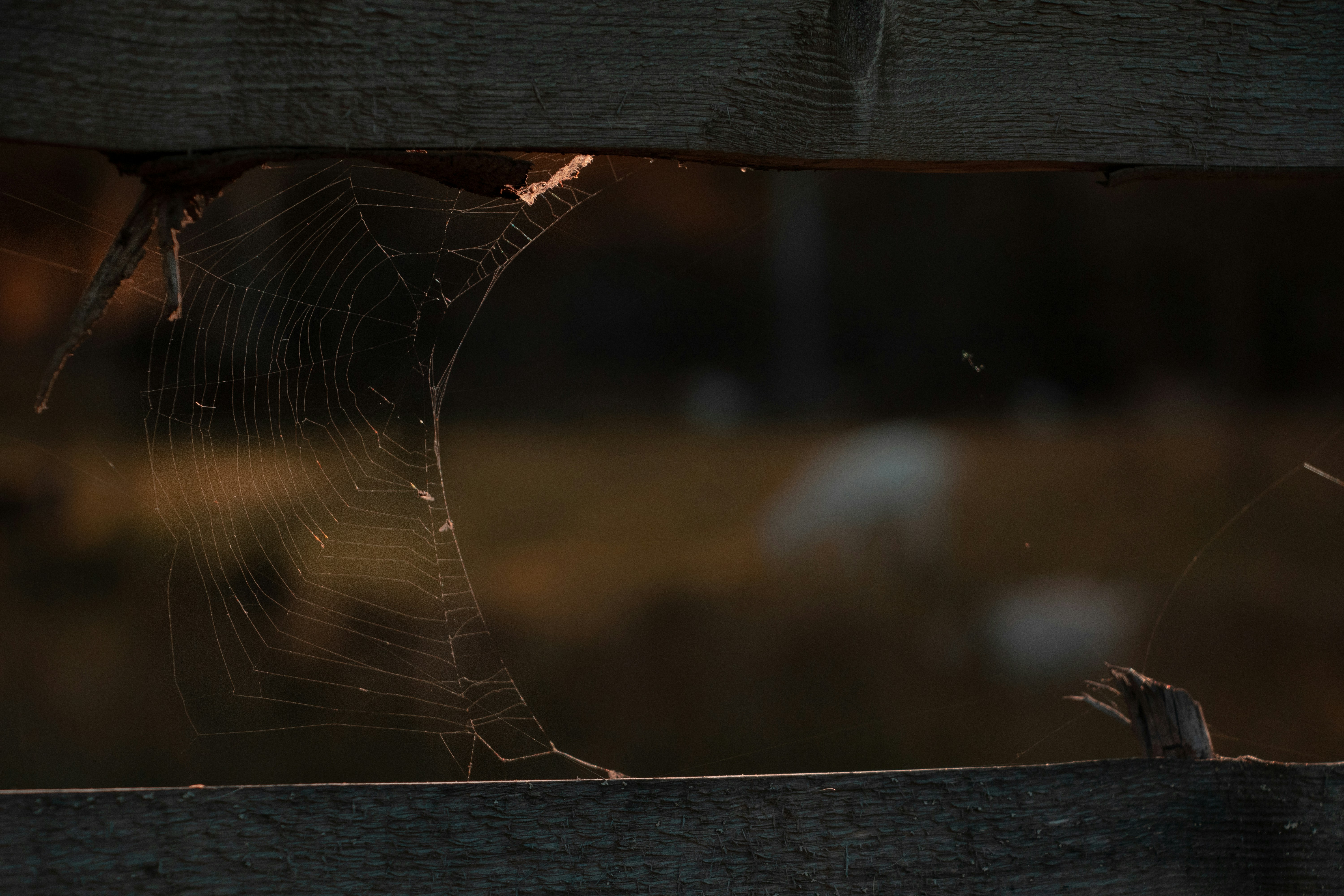 a close up of a spider