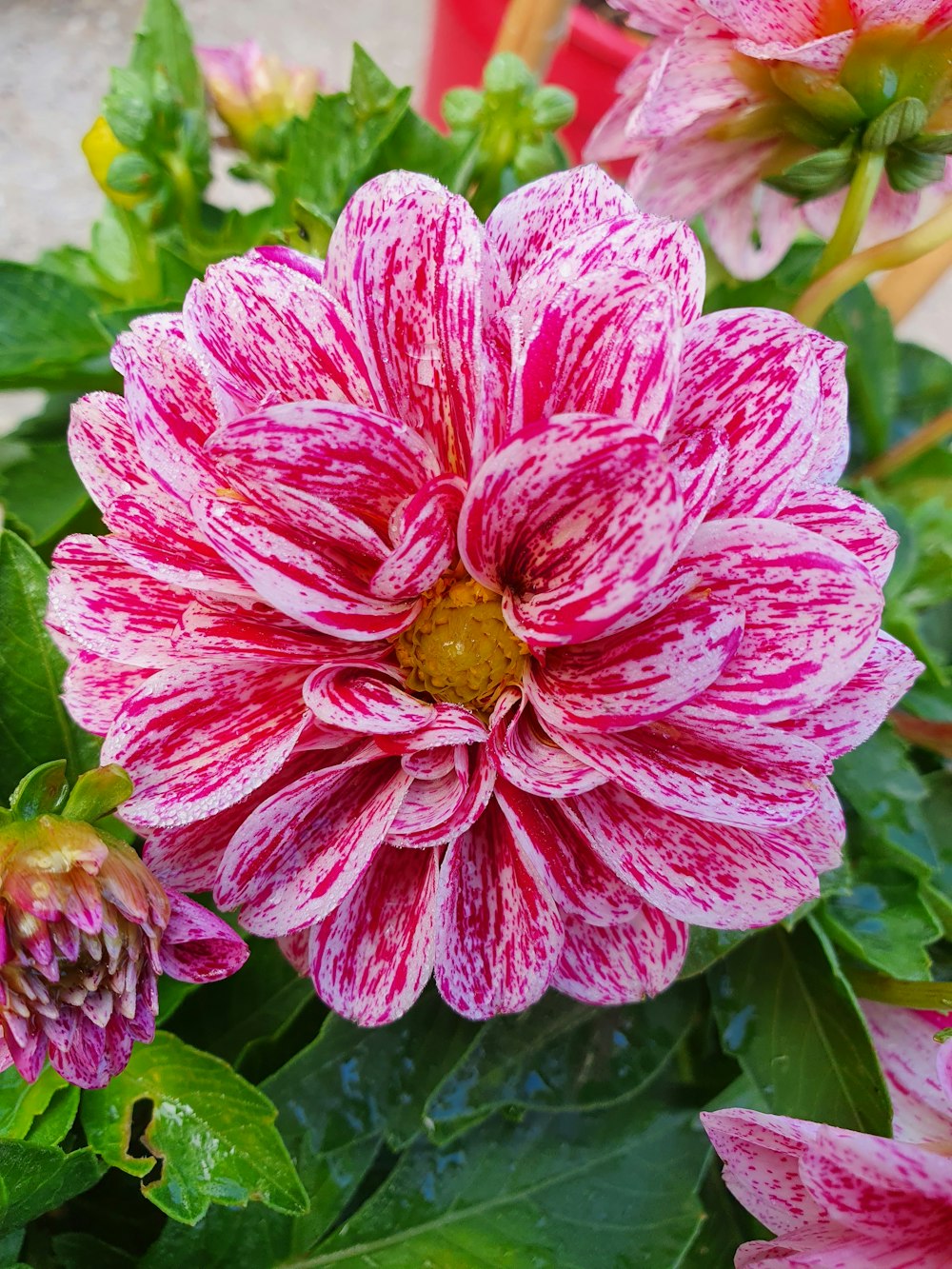 a pink flower with green leaves