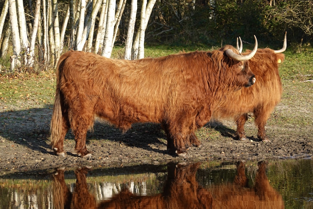 a couple of yaks standing next to a body of water