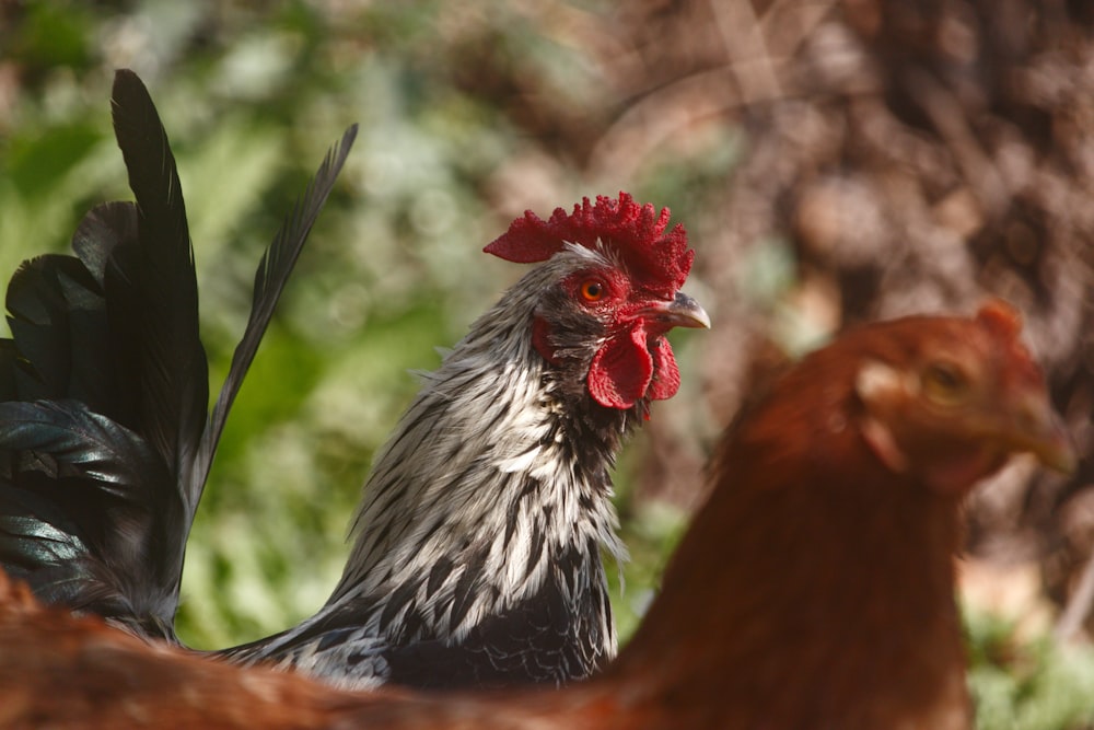 a rooster standing on a rock