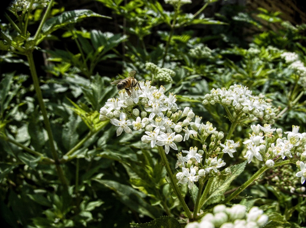 a bee on a flower