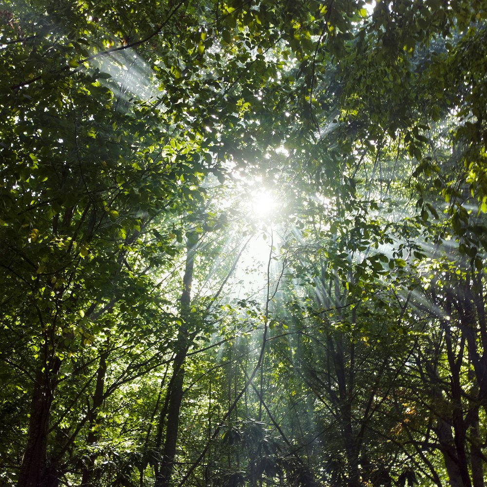 sun shining through the trees