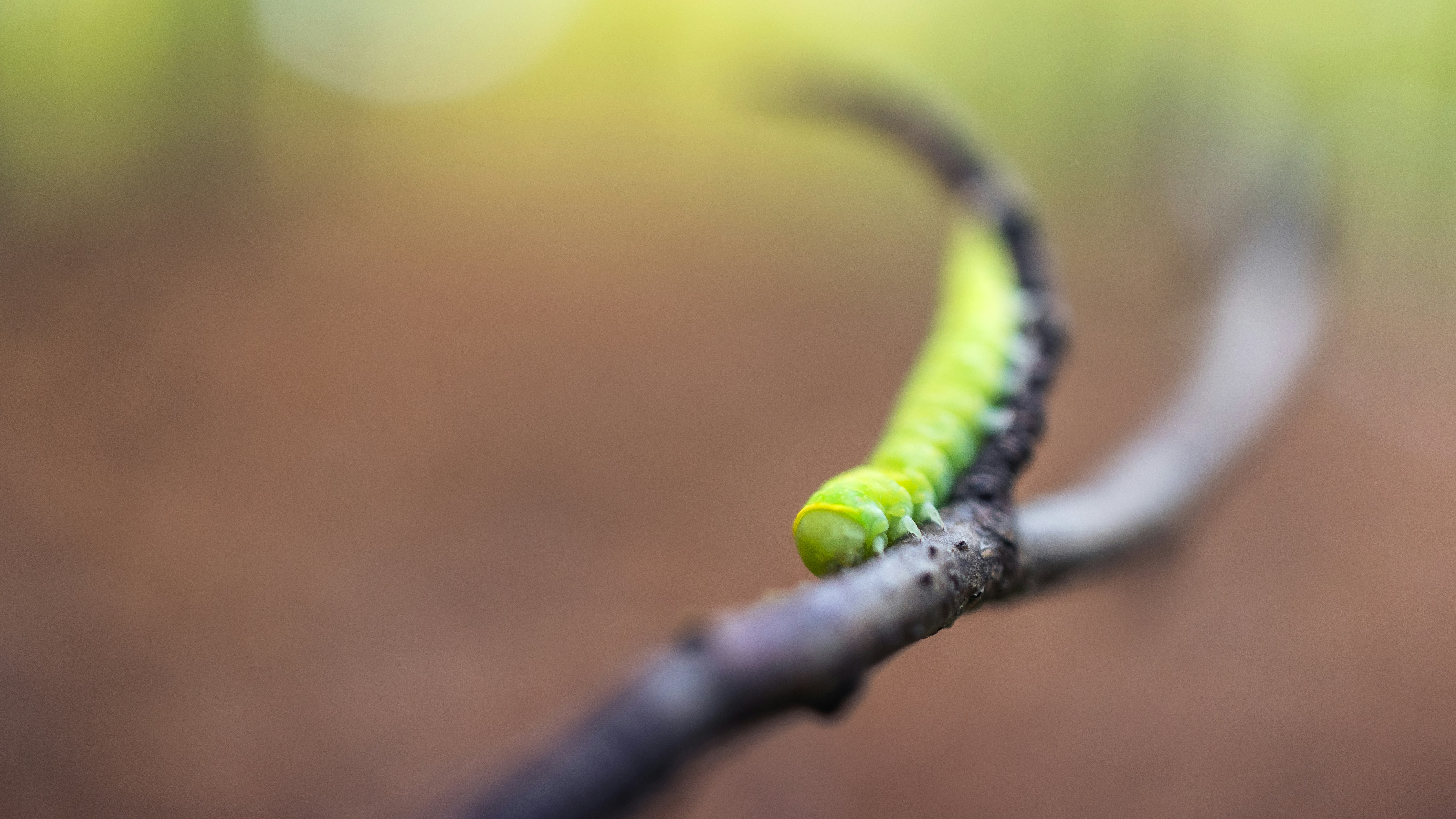 Photo by marekpiwnicki