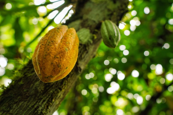 Large cacao pods grow on the trunk of a tree. The focus is on an orange pod in the foreground, with leaves creating a bright and blurred green background.