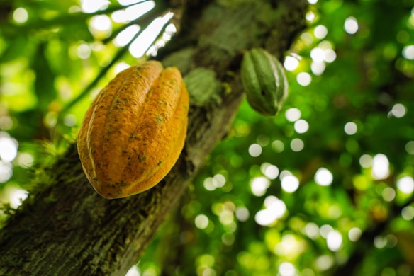 Large cacao pods grow on the trunk of a tree. The focus is on an orange pod in the foreground, with leaves creating a bright and blurred green background.