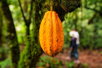 Fruto de cacau fresco na árvore