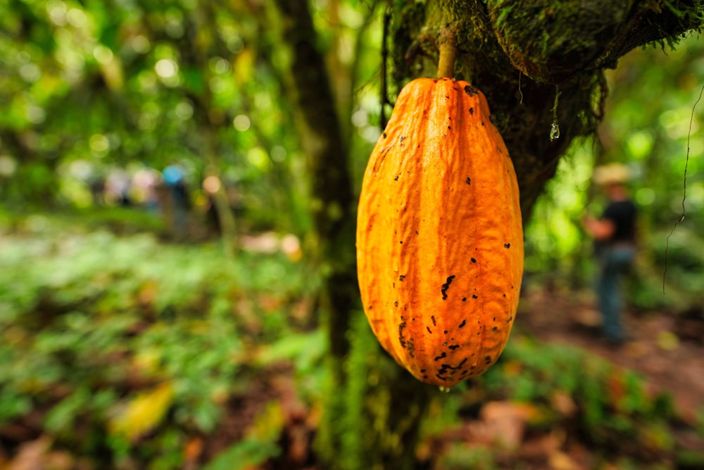 a pumpkin from a tree