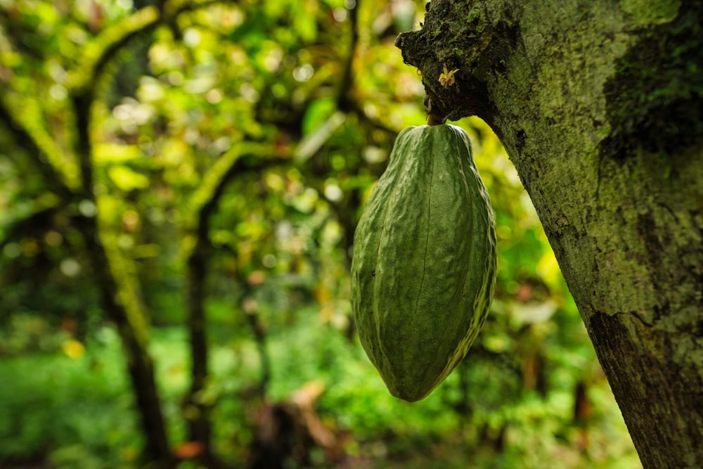 a green leaf on a tree