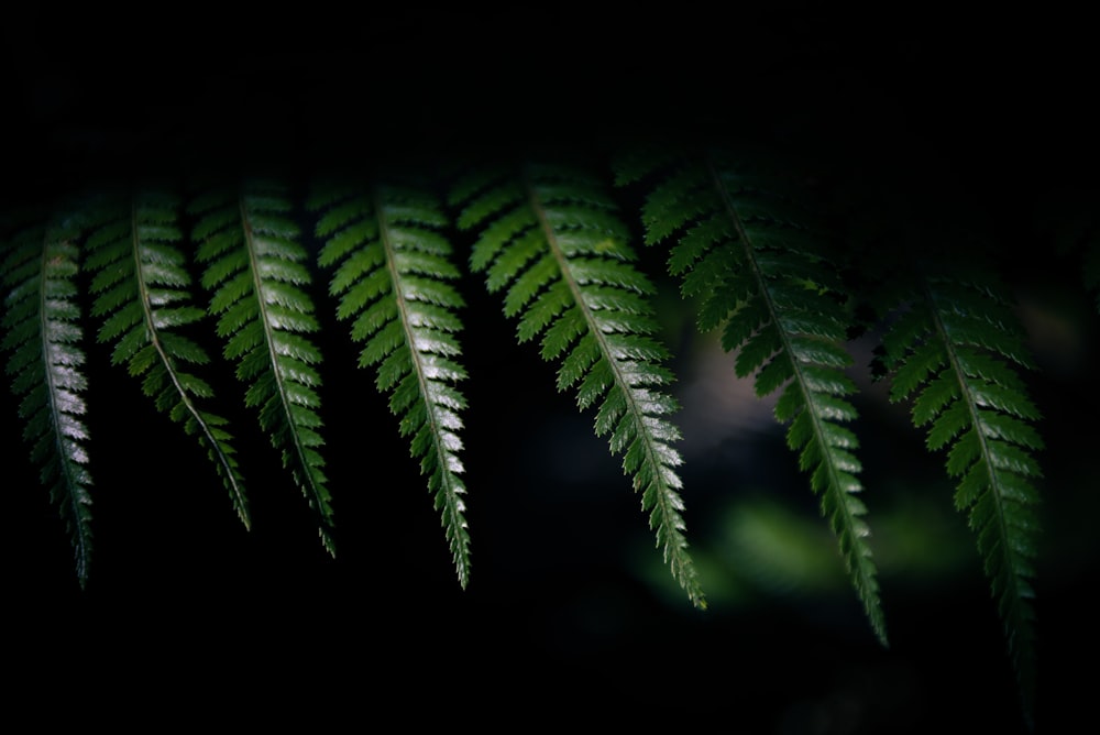 a close-up of some leaves