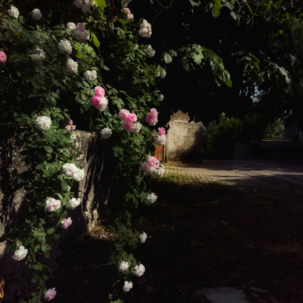 Un buisson avec des fleurs