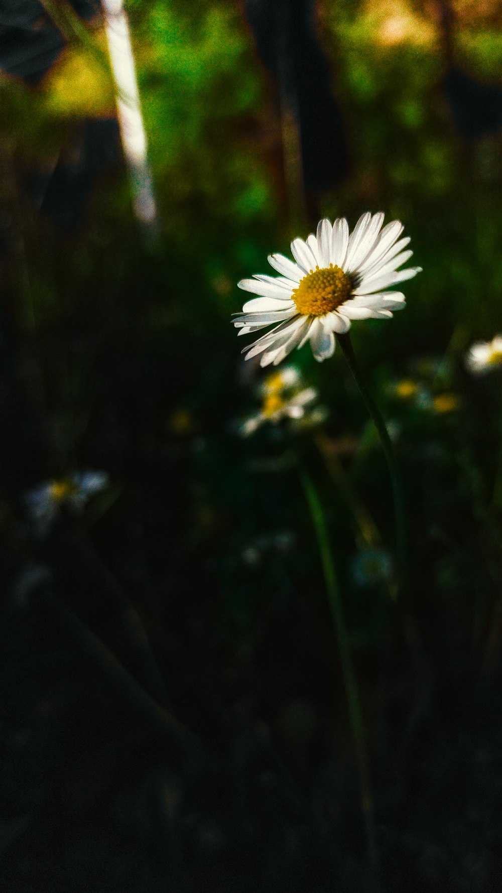 a white flower with yellow center