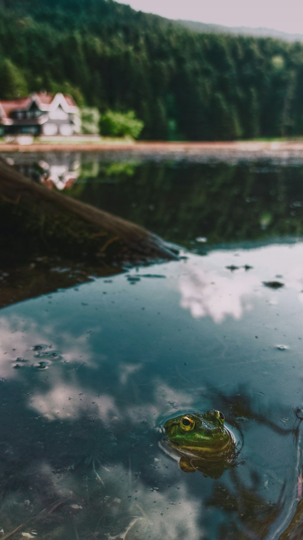 Une grenouille dans un étang