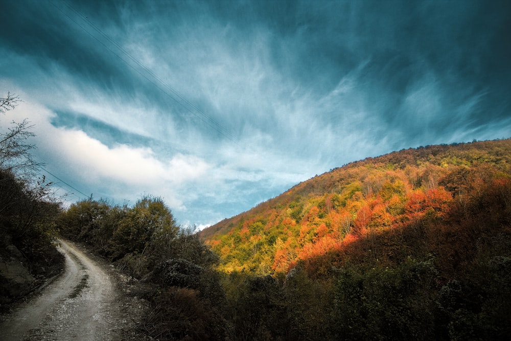 a dirt road with trees on either side of it