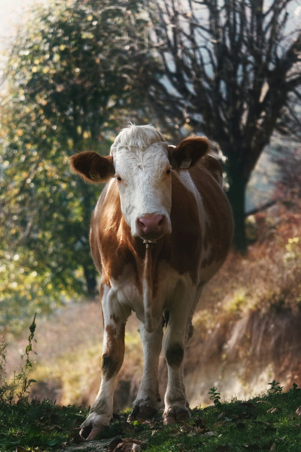 uma vaca em pé em um campo