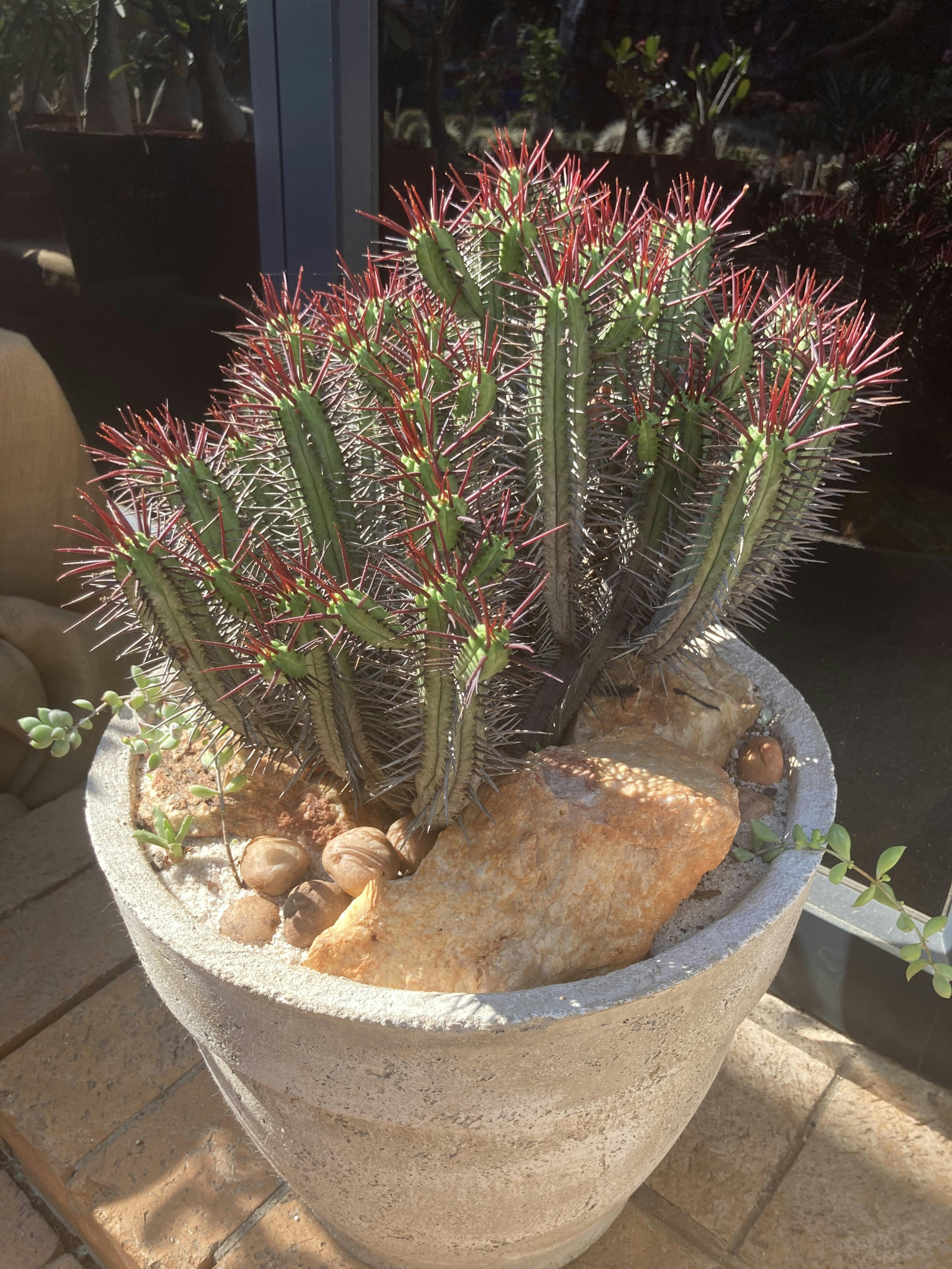 Texas Sotol Cactus