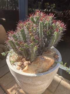 Vibrant medium-sized sotol cactus with sharp spines, set outdoors on a wooden table in natural sunlight.
