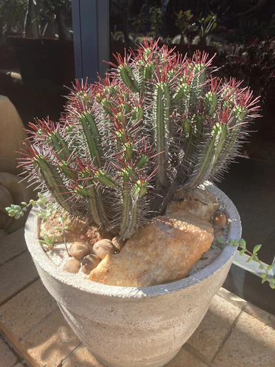 Vibrant medium-sized sotol cactus with sharp spines, set outdoors on a wooden table in natural sunlight.