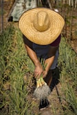 A person in a large straw hat is harvesting onions from the ground. The individual is bending over in a garden or farm setting, and their hands are pulling onions with visible roots from a row of plants.