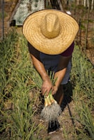 Farmers handpicking fresh Nashik onions during harvest season.
