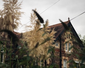 a tree with leaves in front of a house