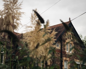 a tree with leaves in front of a house