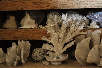 A collection of various corals and seashells is arranged on wooden shelves, featuring different types and sizes of white and beige coral formations. The display includes textured surfaces and natural shapes, placed against a dark background.