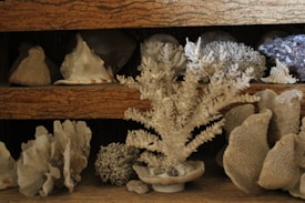 A collection of various corals and seashells is arranged on wooden shelves, featuring different types and sizes of white and beige coral formations. The display includes textured surfaces and natural shapes, placed against a dark background.