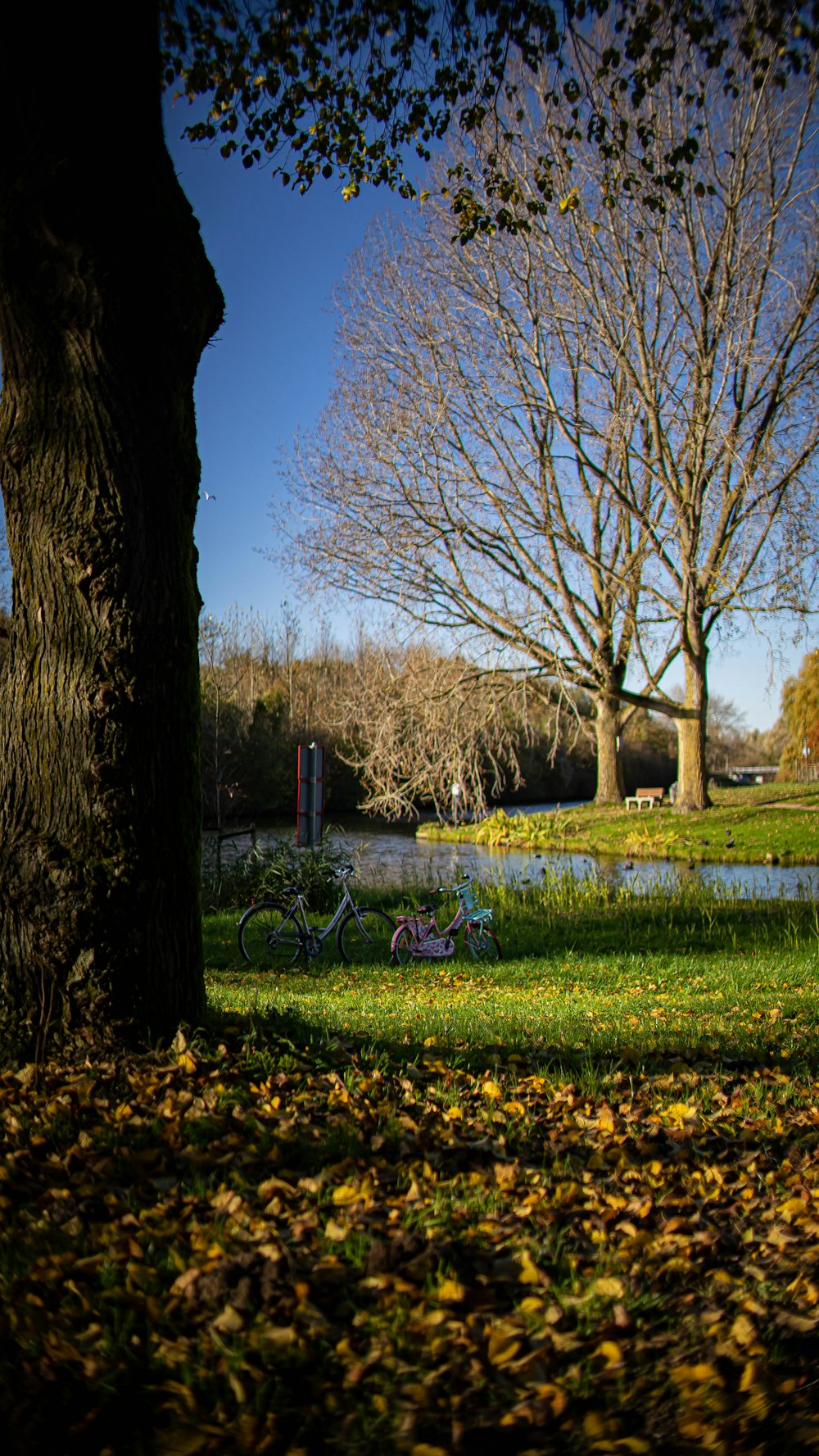 a group of bicycles sit in a park