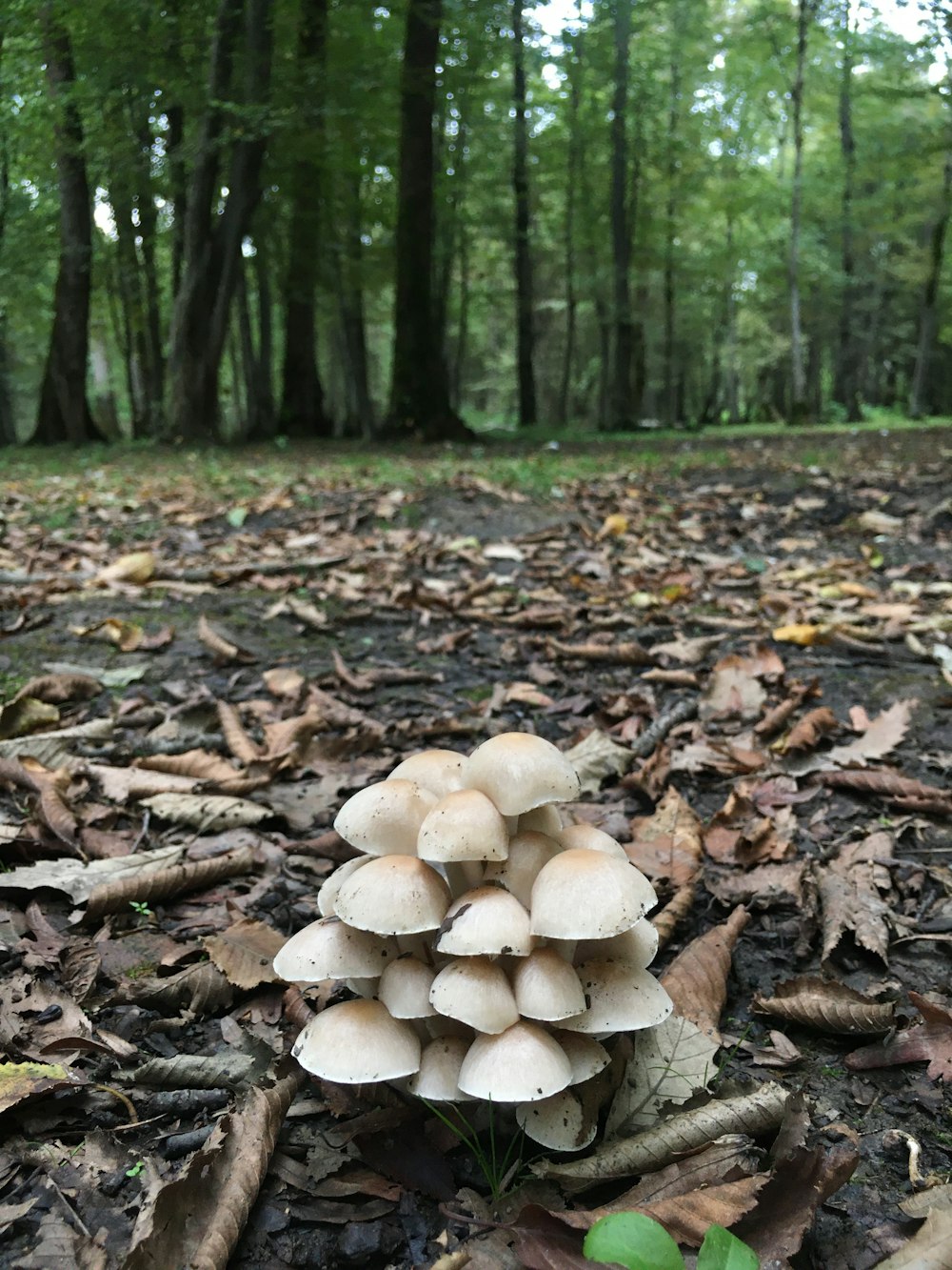 a group of mushrooms in a forest