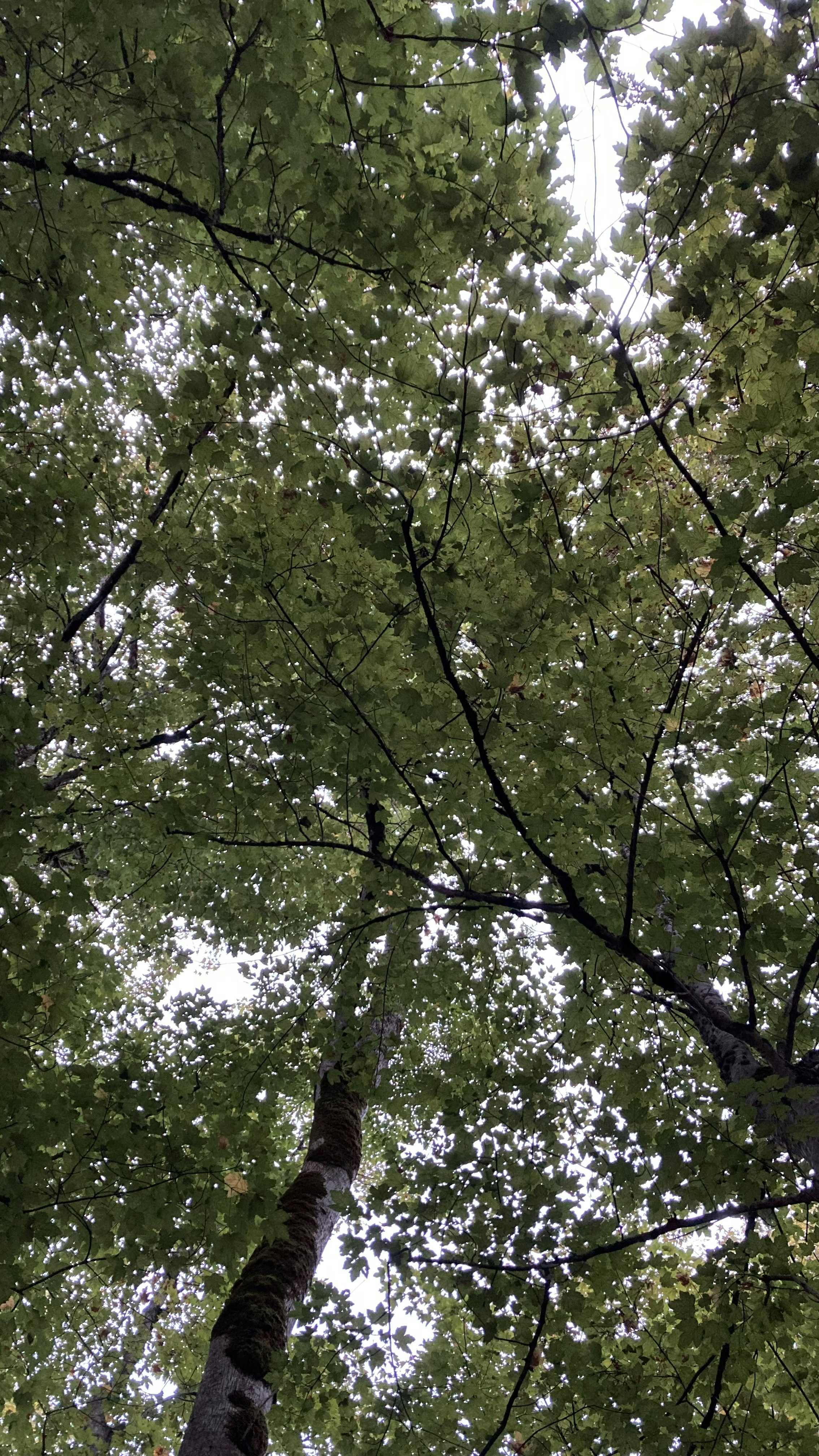 Photo by sinamorovat