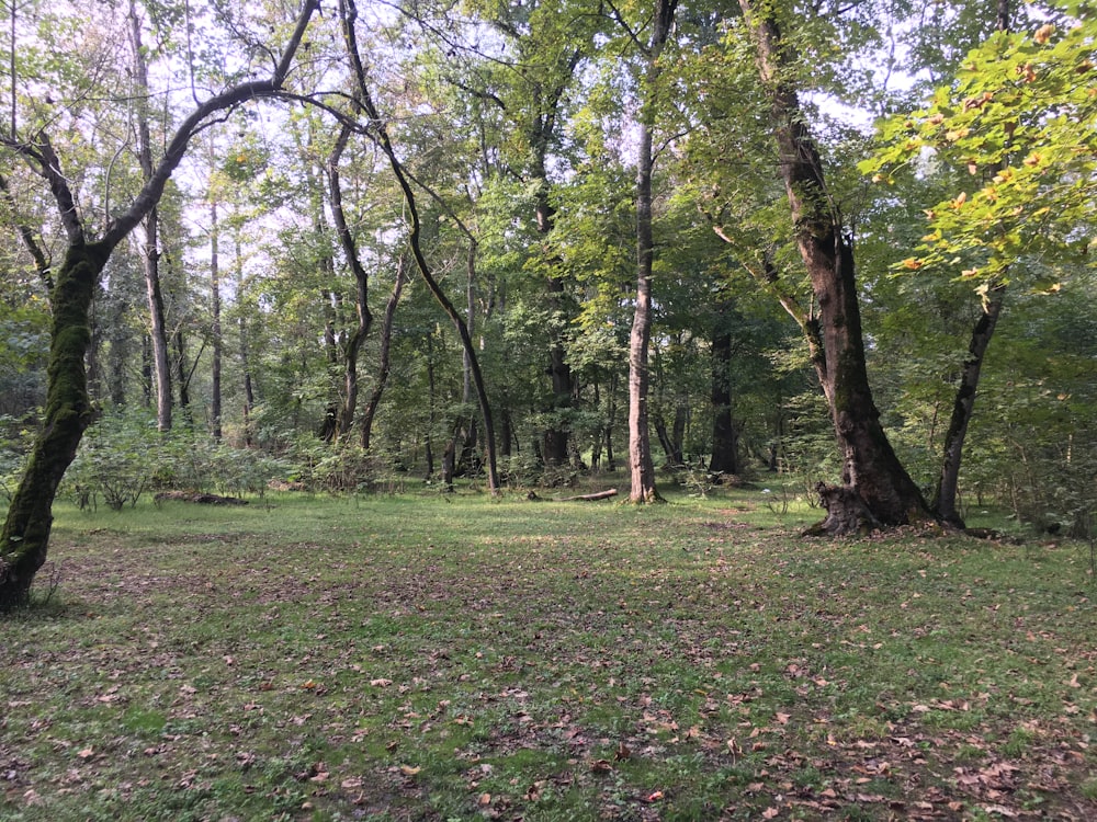 a grassy area with trees in it