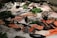A fresh seafood display on a bed of ice featuring various types of fish and shellfish. Salmon fillets are prominently placed alongside other cuts of fish. Green garnishes and small labels are scattered throughout the display.