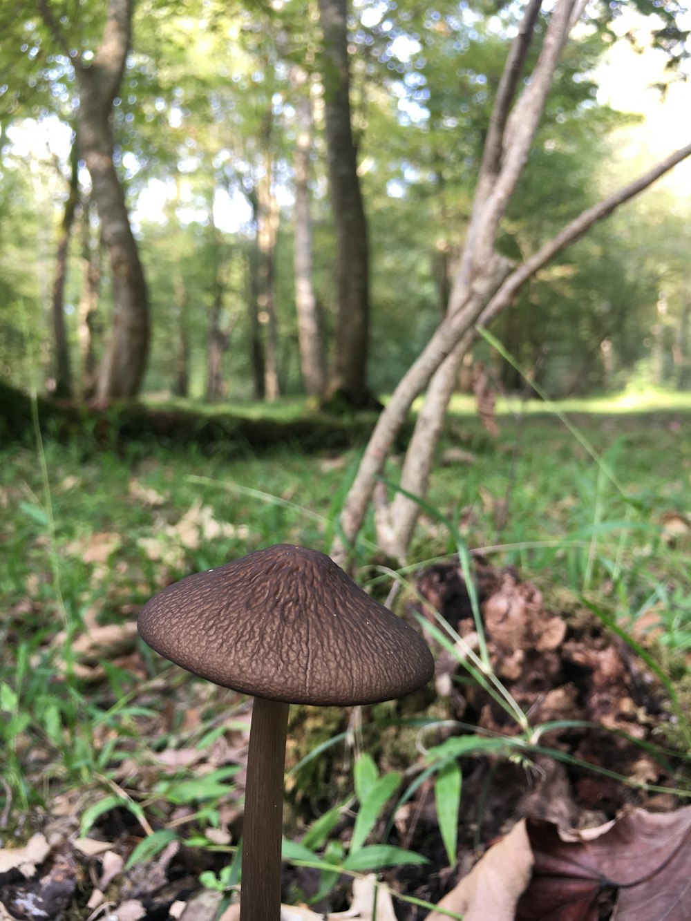 a mushroom growing in the woods