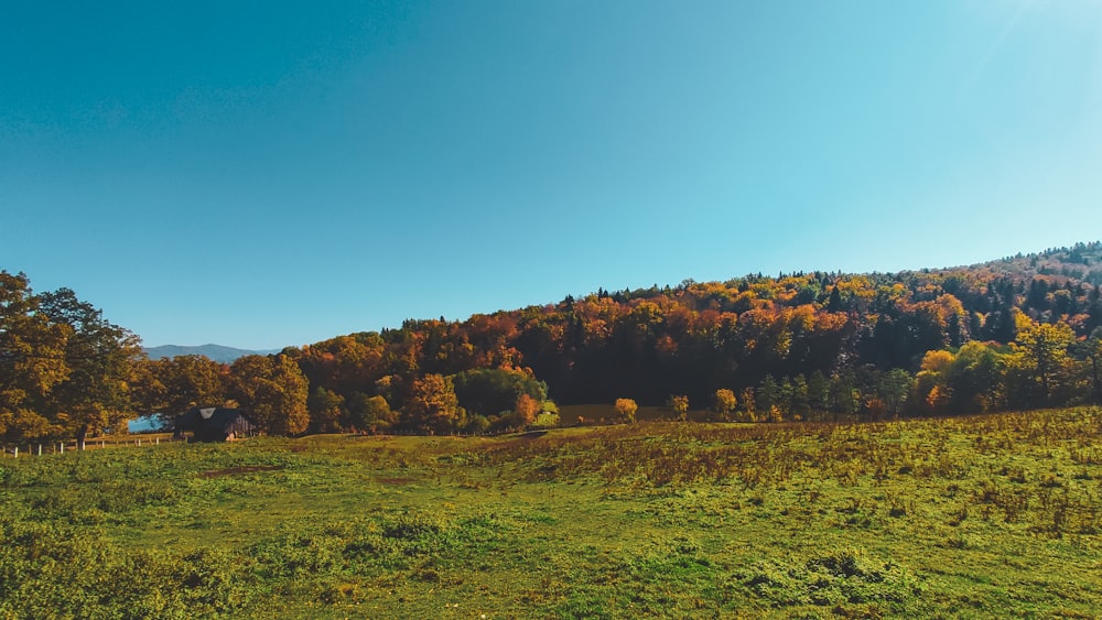 a grassy field with trees and a hill in the background