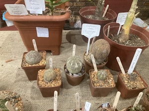 A collection of potted succulents and cacti arranged on a burlap-covered table. Each plant is in a small terracotta pot and labeled with a wooden stick. The background features brickwork and more potted plants, creating a rustic, natural setting.