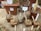 A collection of potted succulents and cacti arranged on a burlap-covered table. Each plant is in a small terracotta pot and labeled with a wooden stick. The background features brickwork and more potted plants, creating a rustic, natural setting.